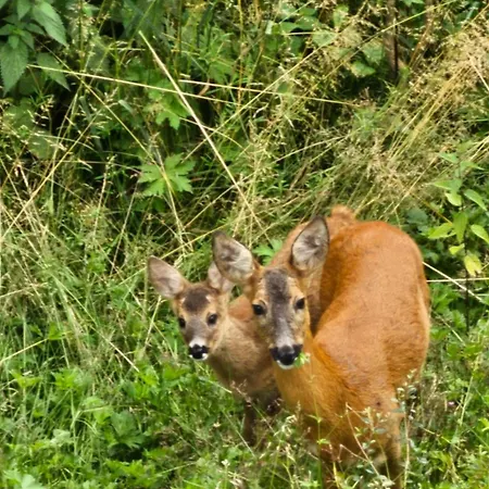 Vakantiehuisje Winterberg * Winterberg