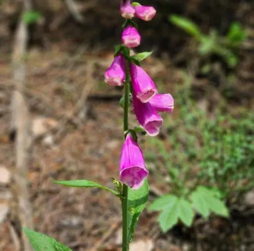 Vakantiehuisje Winterberg
