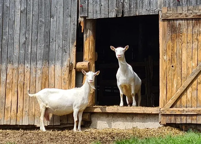Daire Vakantiehuisje Winterberg Winterberg