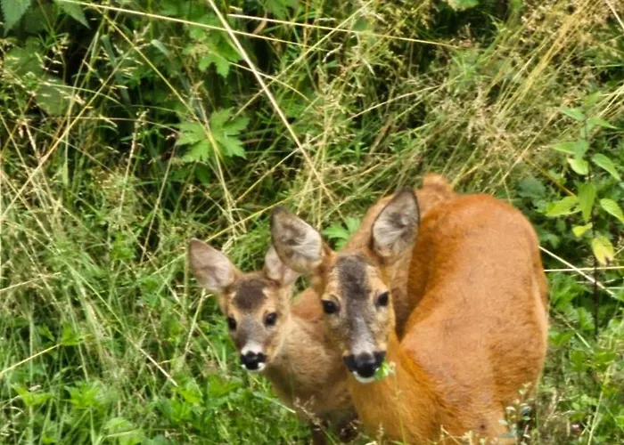 Vakantiehuisje Winterberg * Winterberg